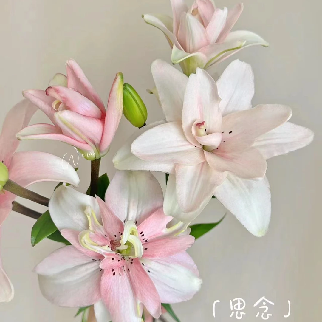 【一瓶好花专属思念百合链接】云南产地直发 | 新鲜采摘发货
