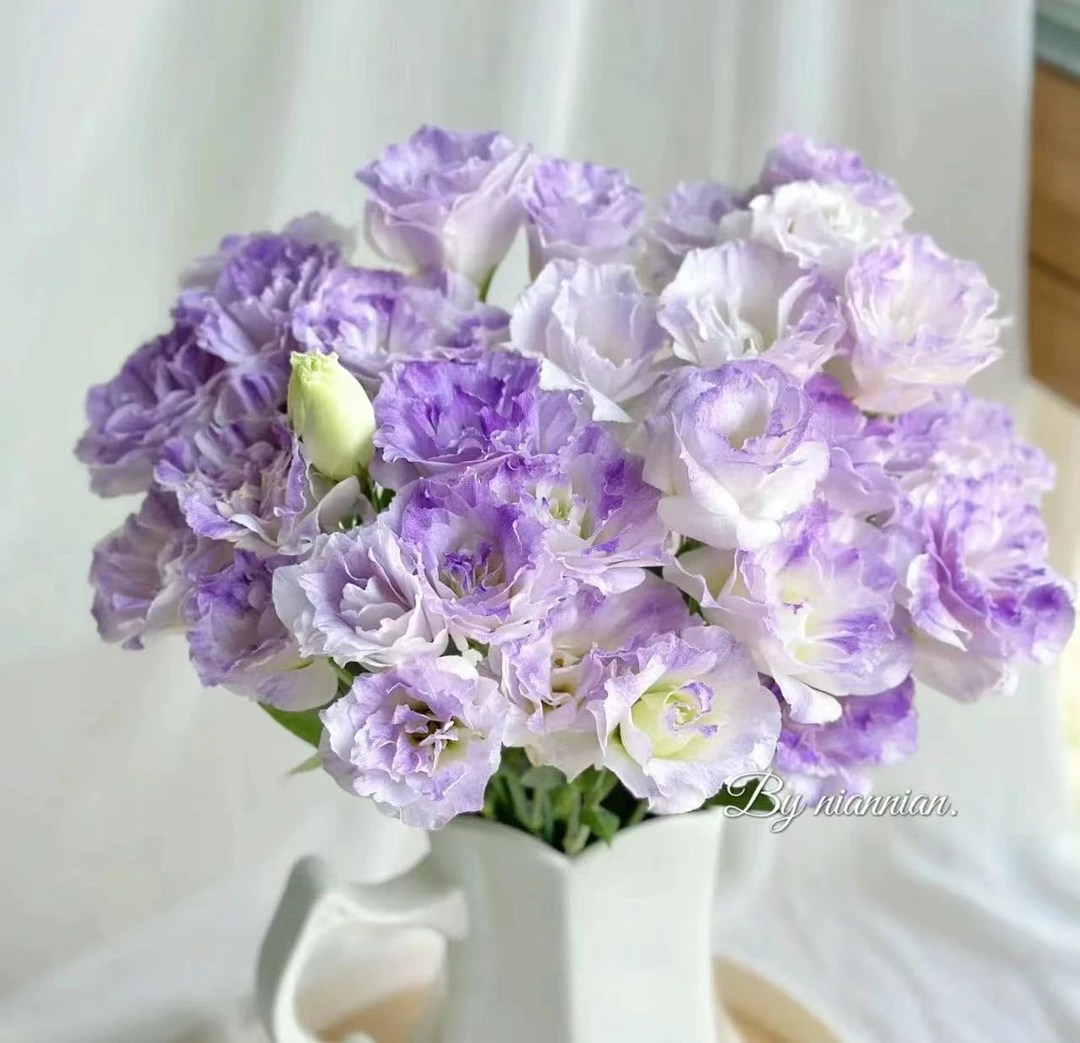 【一瓶好花 烟灰洋桔梗链接】云南产地直发 | 新鲜采摘