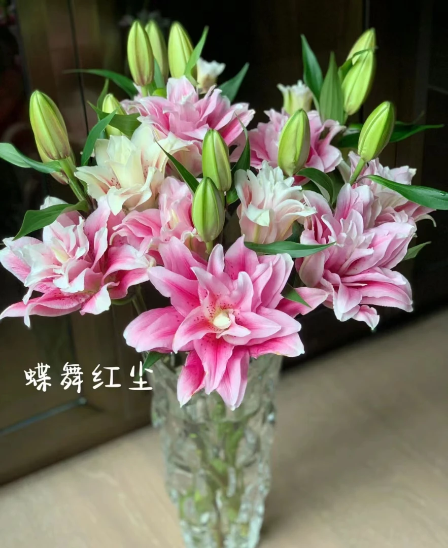 【蝶舞红尘百合链接】云南产地直发 | 新鲜采摘