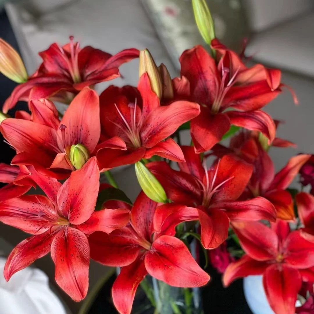 【红宝石百合链接】云南产地直发 | 新鲜采摘