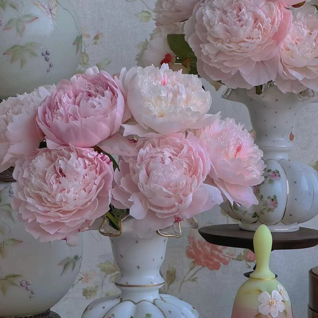 莎拉芍药  山东芍药产地直发 | 新鲜采摘