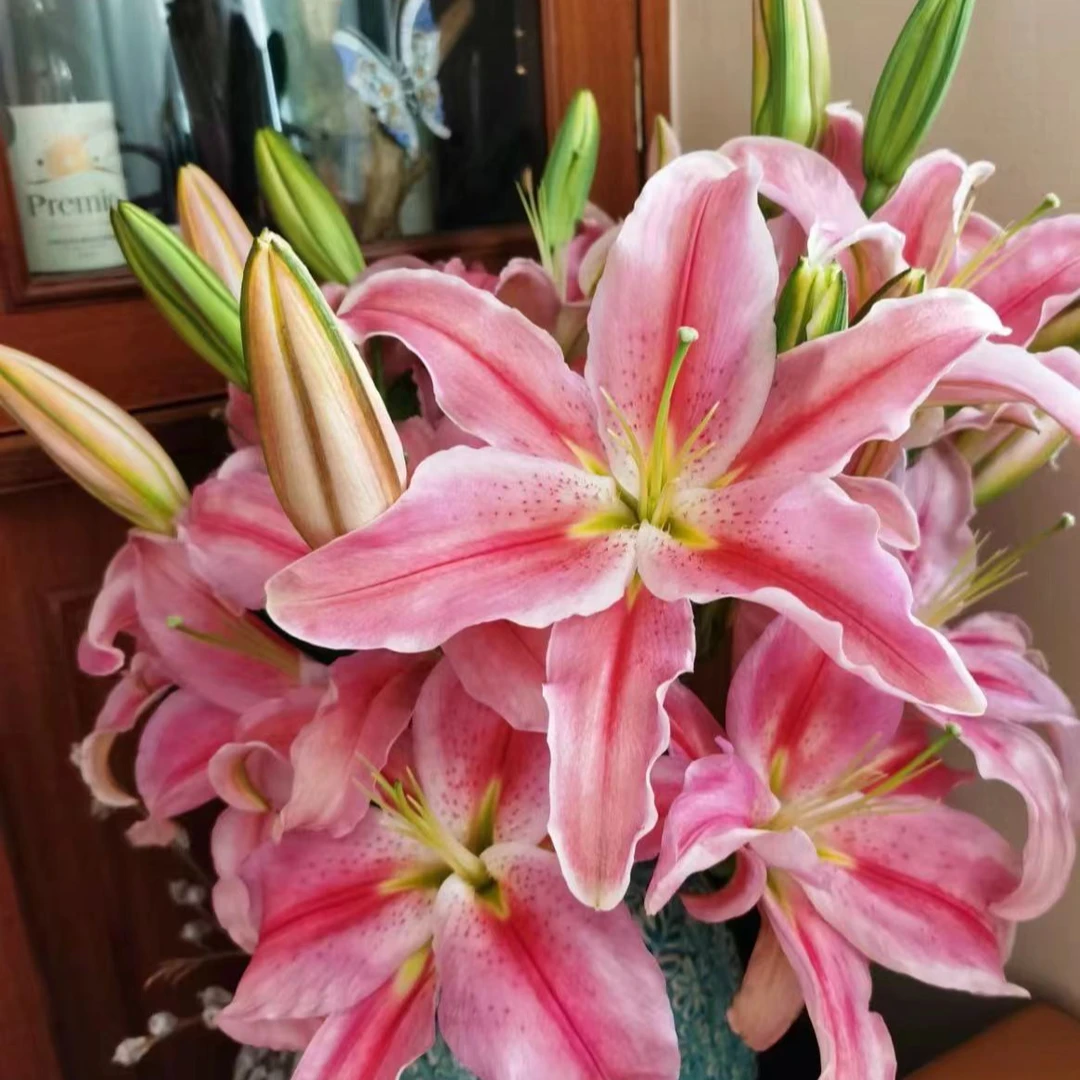 一瓶好花 罗迪百合链接】云南产地直发 | 新鲜采摘