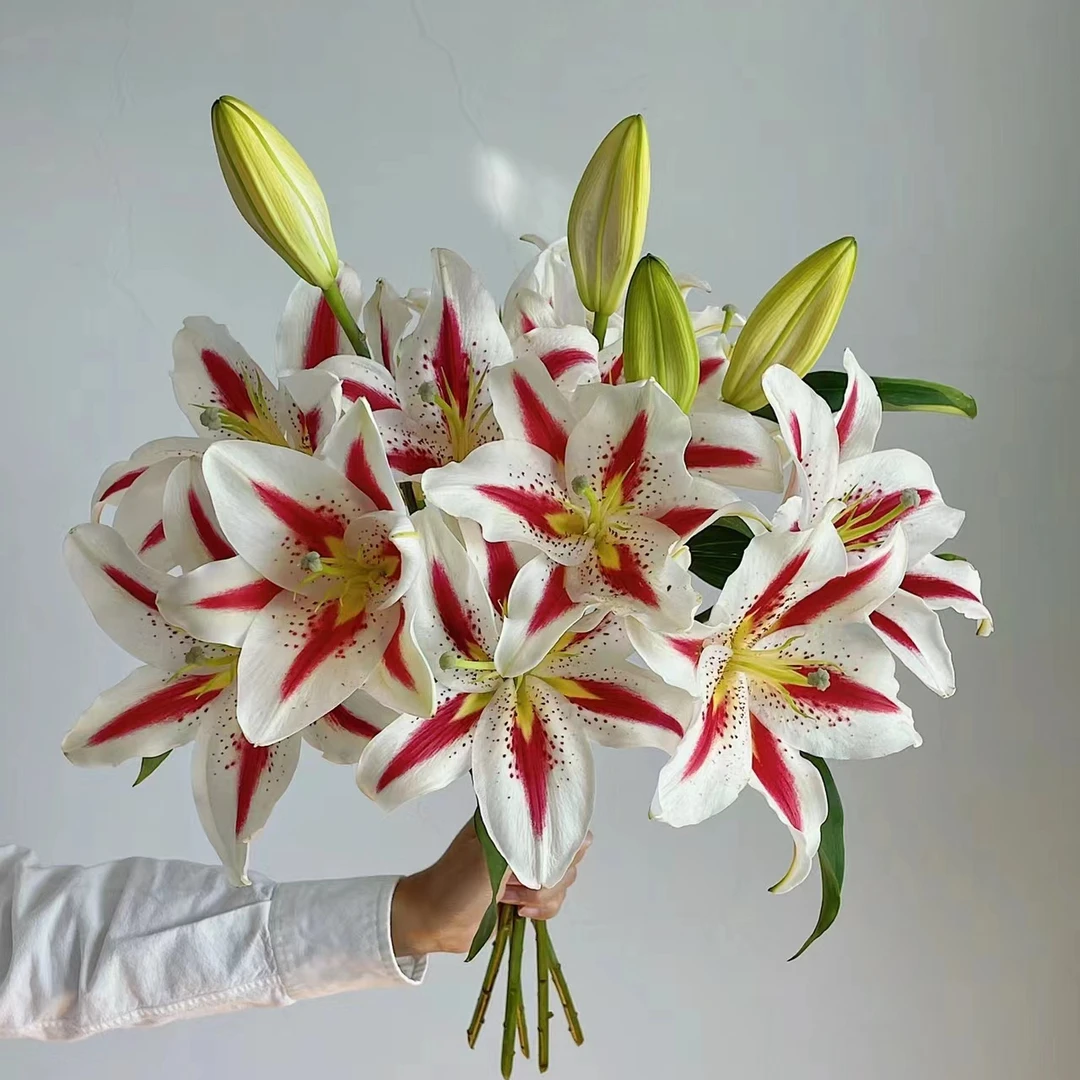【一瓶好花 笑脸百合链接】云南产地直发 | 新鲜采摘