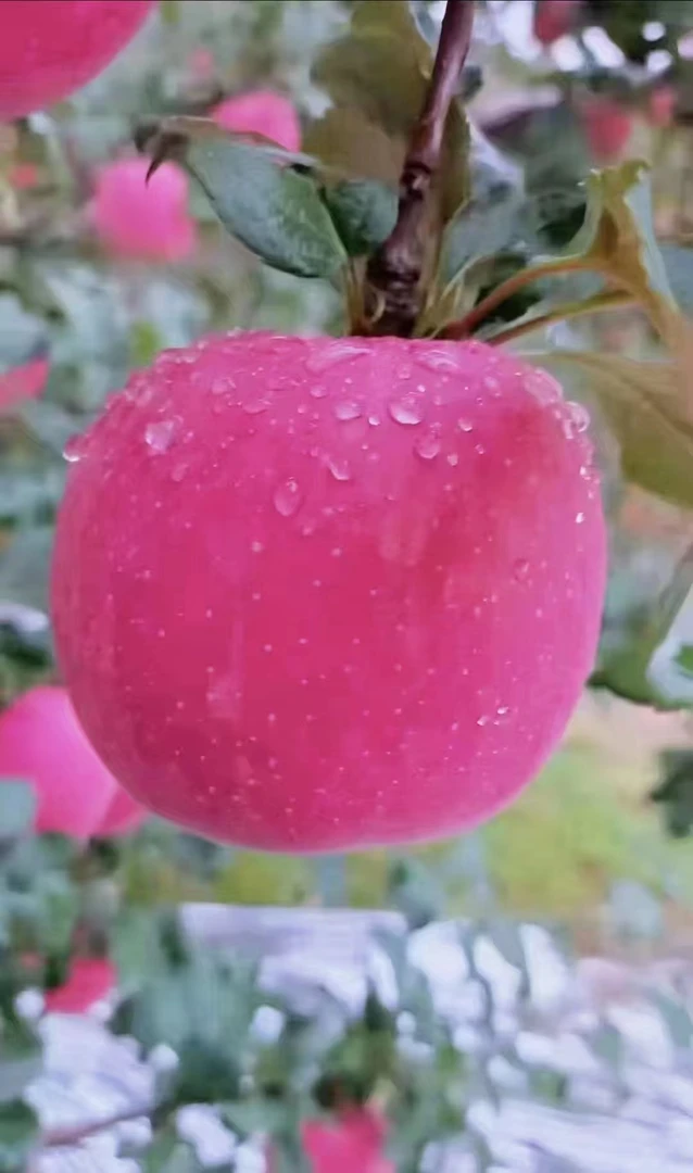 甘肃糖心红富士脆甜多汁