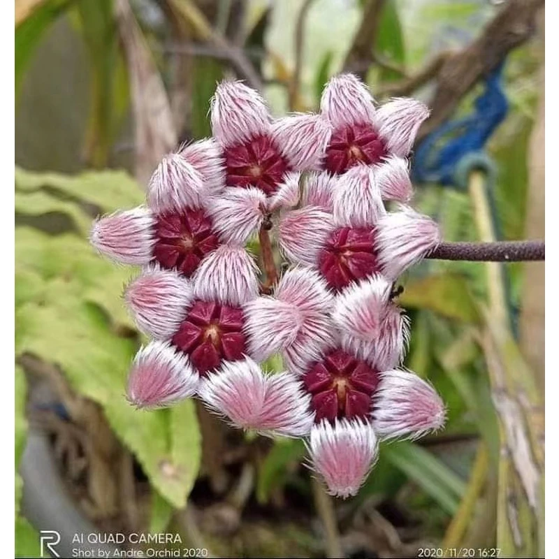 苏拉威西球兰 hoya sulawesiana