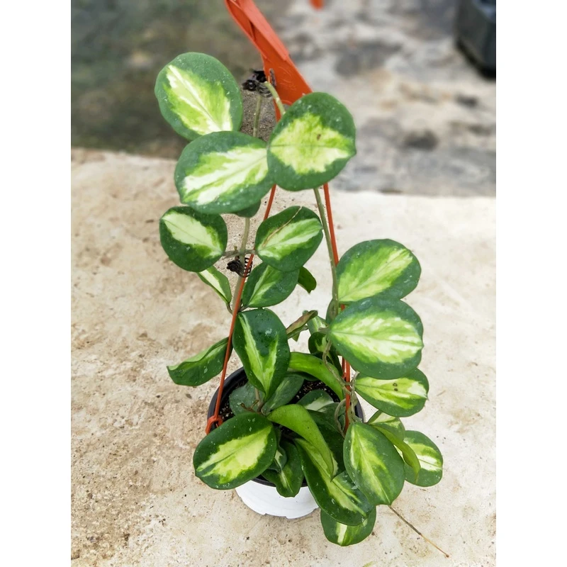 镜叶内锦大棵  hoya obovata variegated当年开花（包邮）