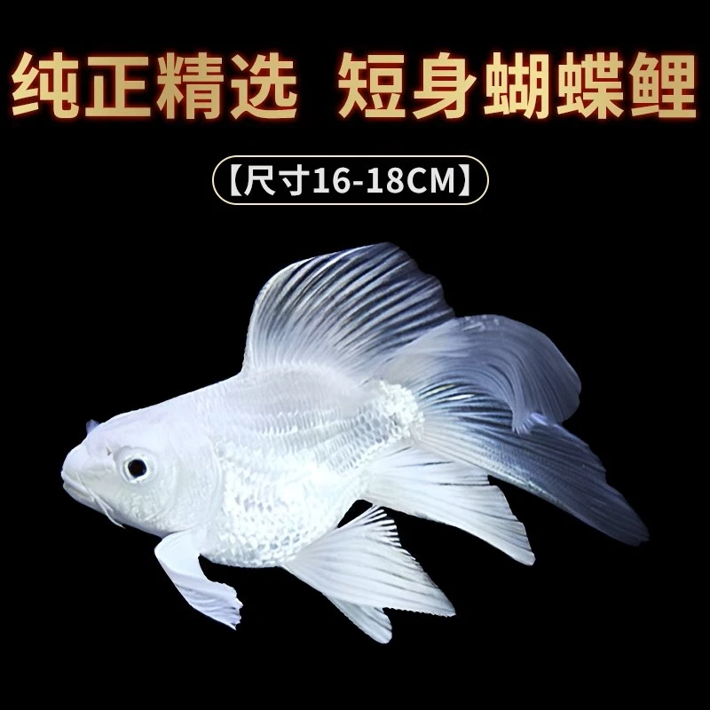 蝴蝶鲤普短19-21公分石膏白饲养混养发货好养养鱼 自家渔场