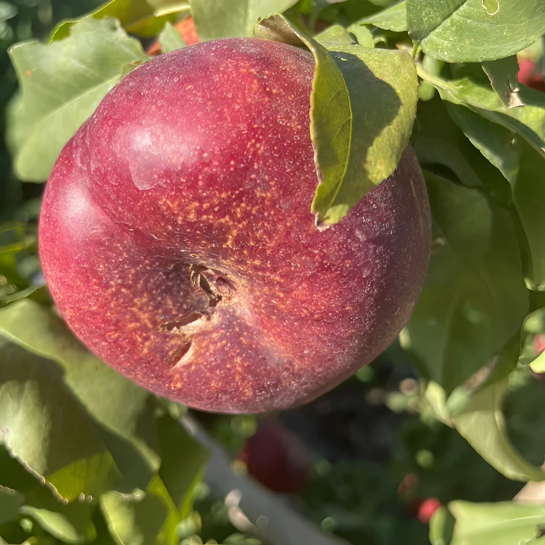 新疆小油蟠桃  中油系列 甜度高 顺丰空运包邮到家