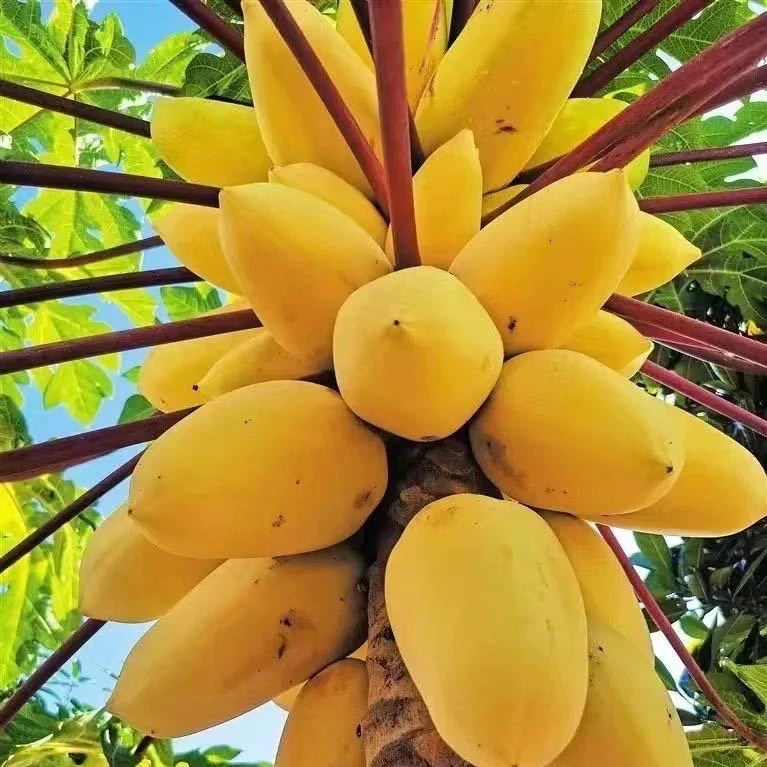 直播间一物一拍绿植