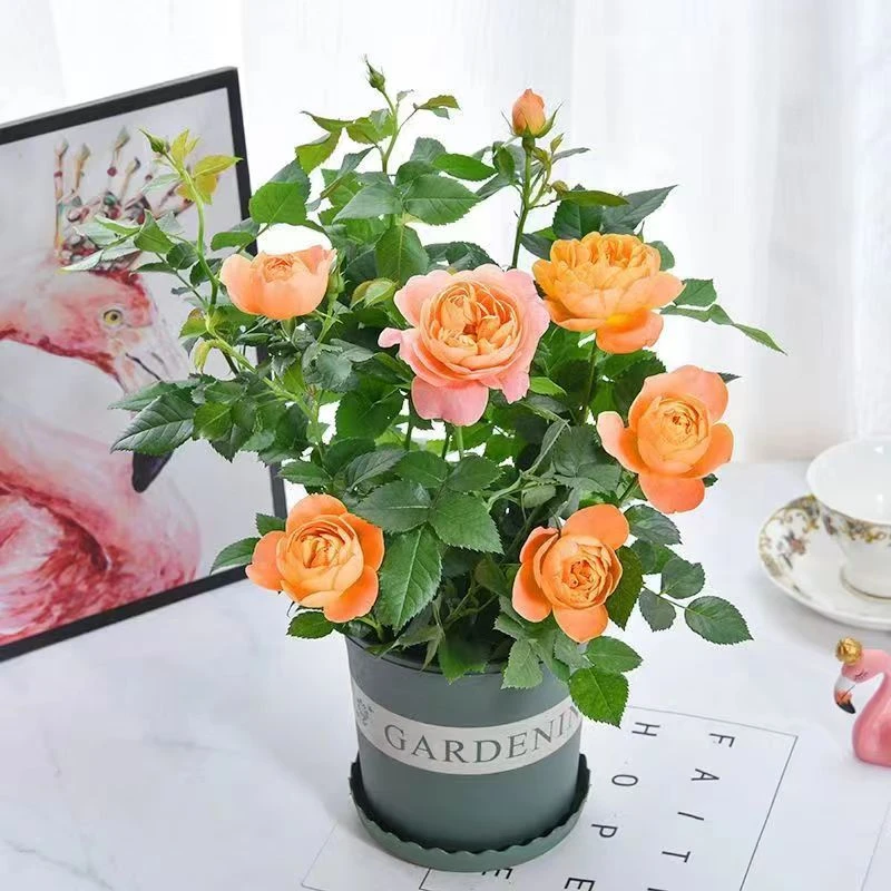 果汁阳台玫瑰花盆栽带花苞一年四季开花蔷薇花卉好养易活月季花苗