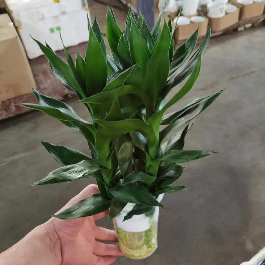 荷花竹富贵竹观音竹吸甲醛净化空气驱蚊虫客厅厨房卫生间