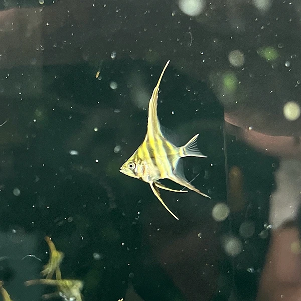 练手鱼埃及神仙鱼 人工F1阿塔巴布流域 活体观赏鱼不包肚 断栋