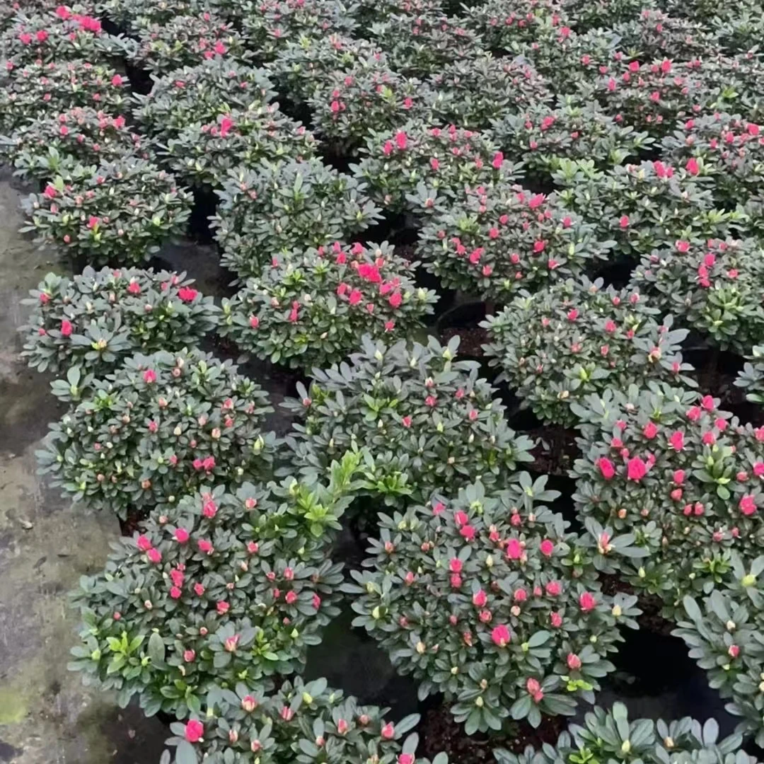 8年中国红杜鹃四季开花室内室外盆栽地栽原生独杆（包邮到家）