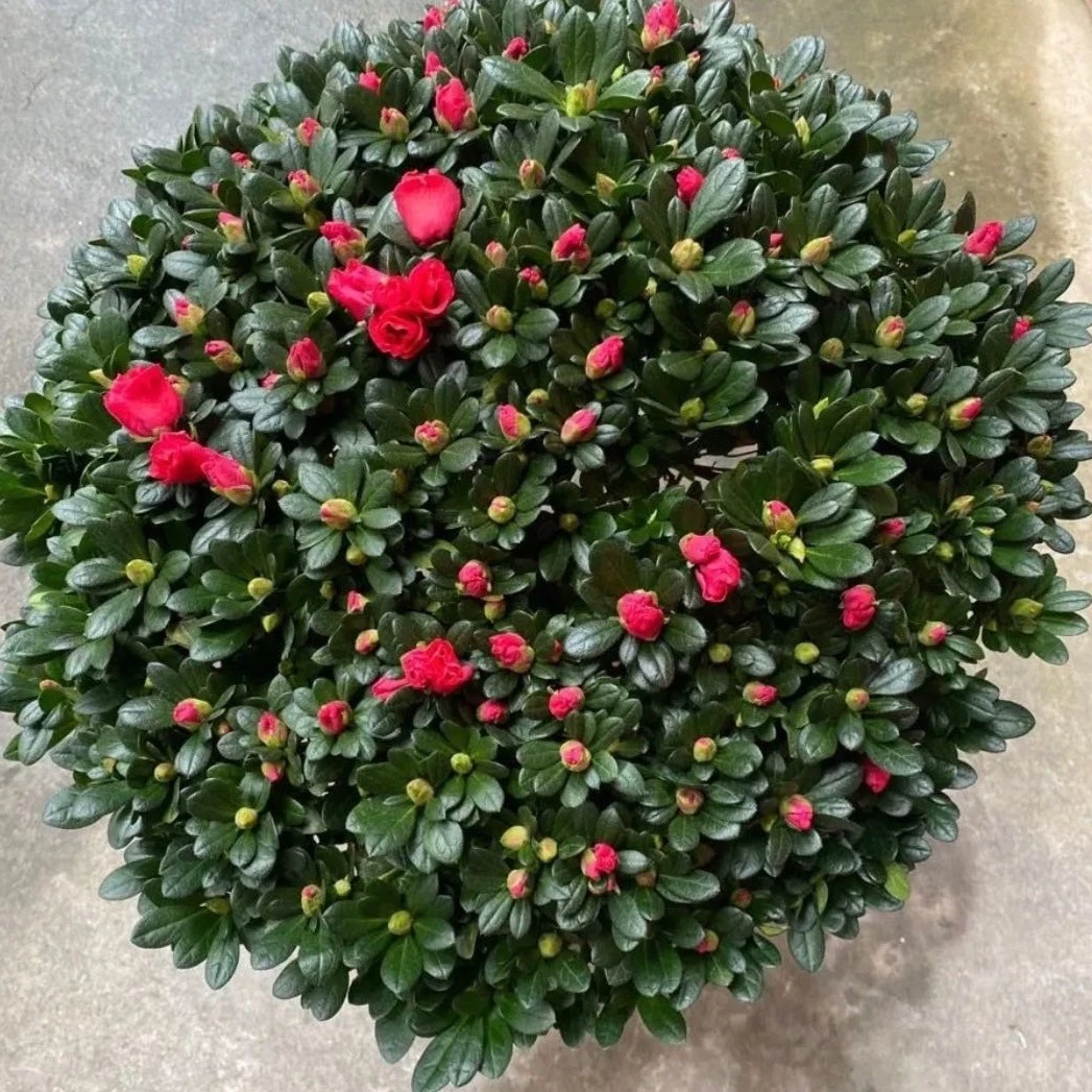 （一物一拍）比利时中国红杜鹃室内室外四季开花四季常绿包邮