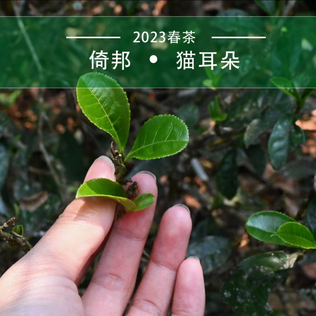 【洱与茶妃】2024年/2023年倚邦猫耳朵100克包邮