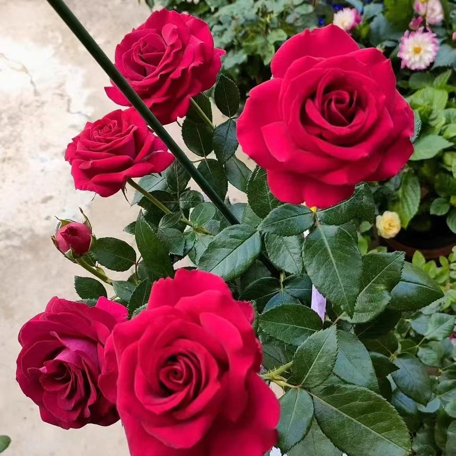 美人丽芙大花浓香月季