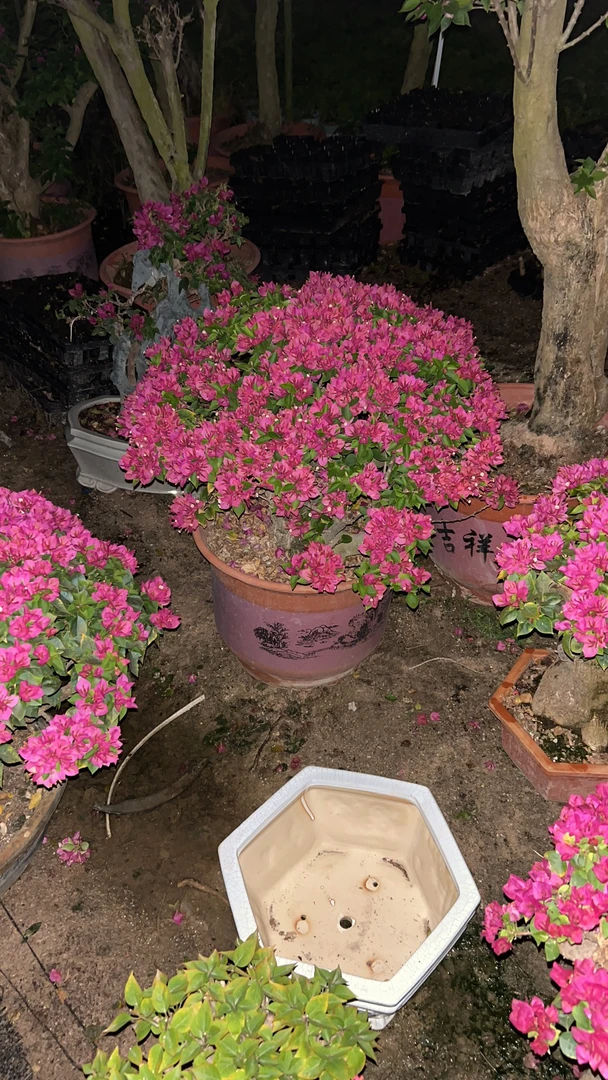 小桃红三角梅一物一拍