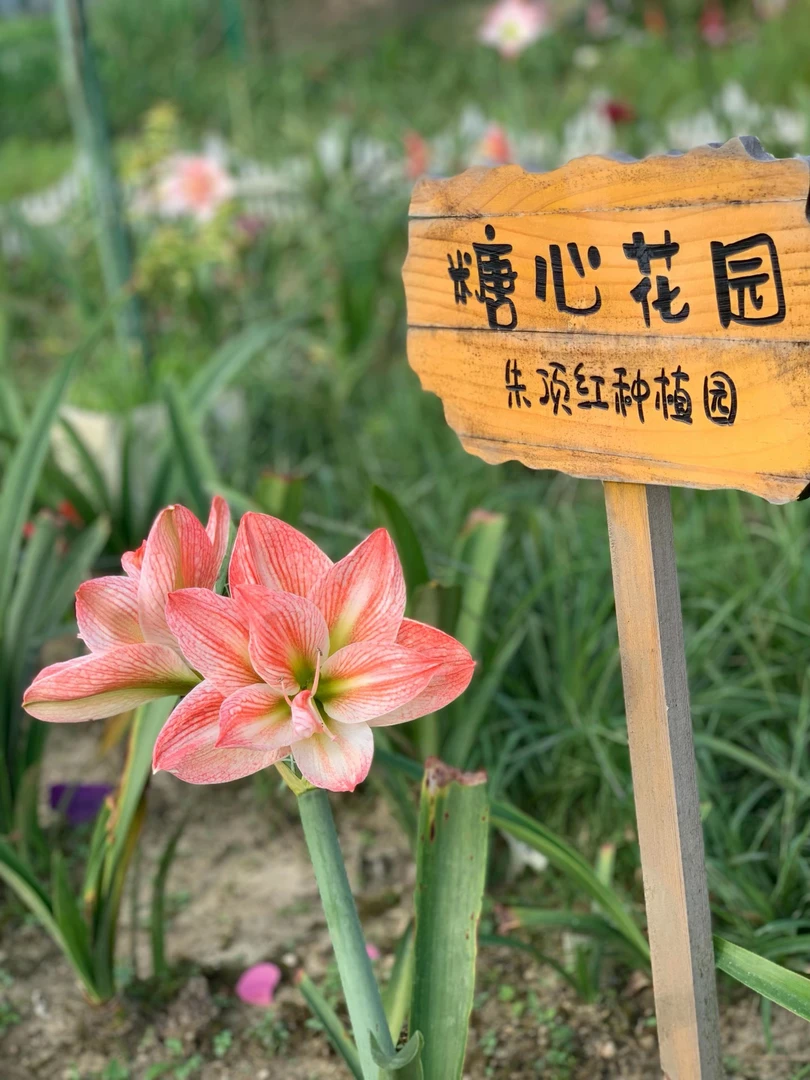 糖心朱顶红专拍包对版不后期养护