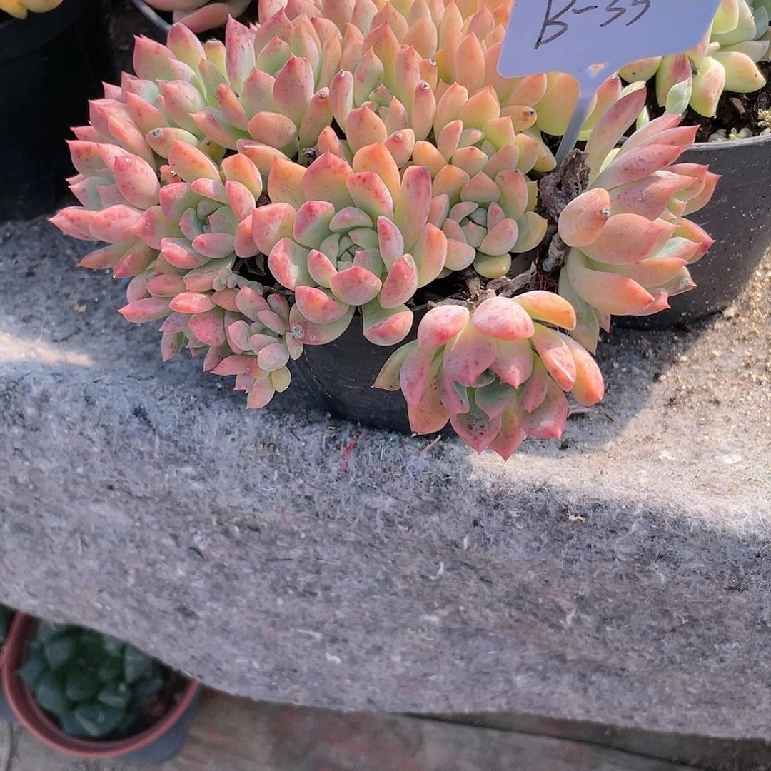 紫****英0536  霜花  六月六