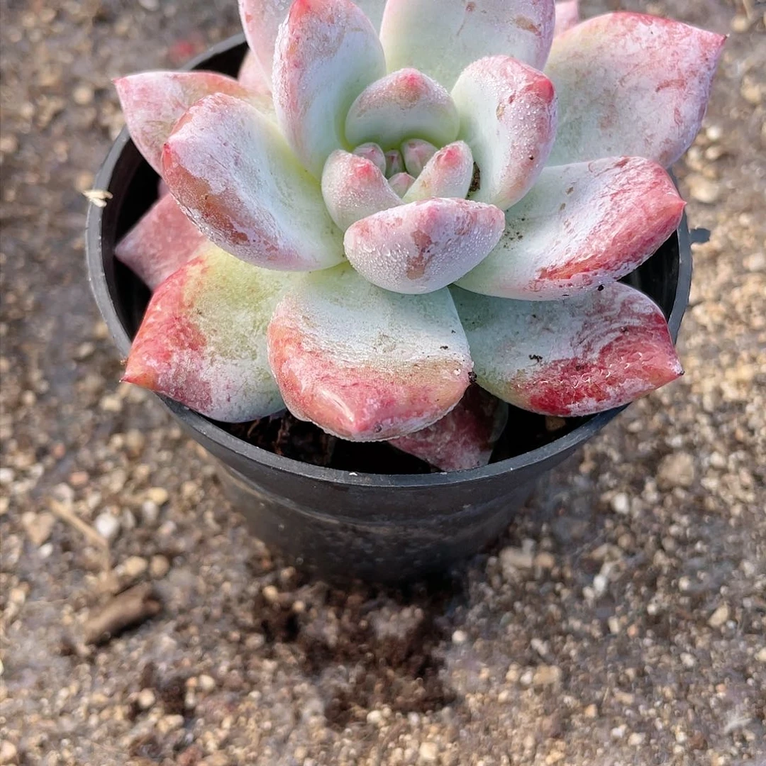 2316  橙子石化  六月六