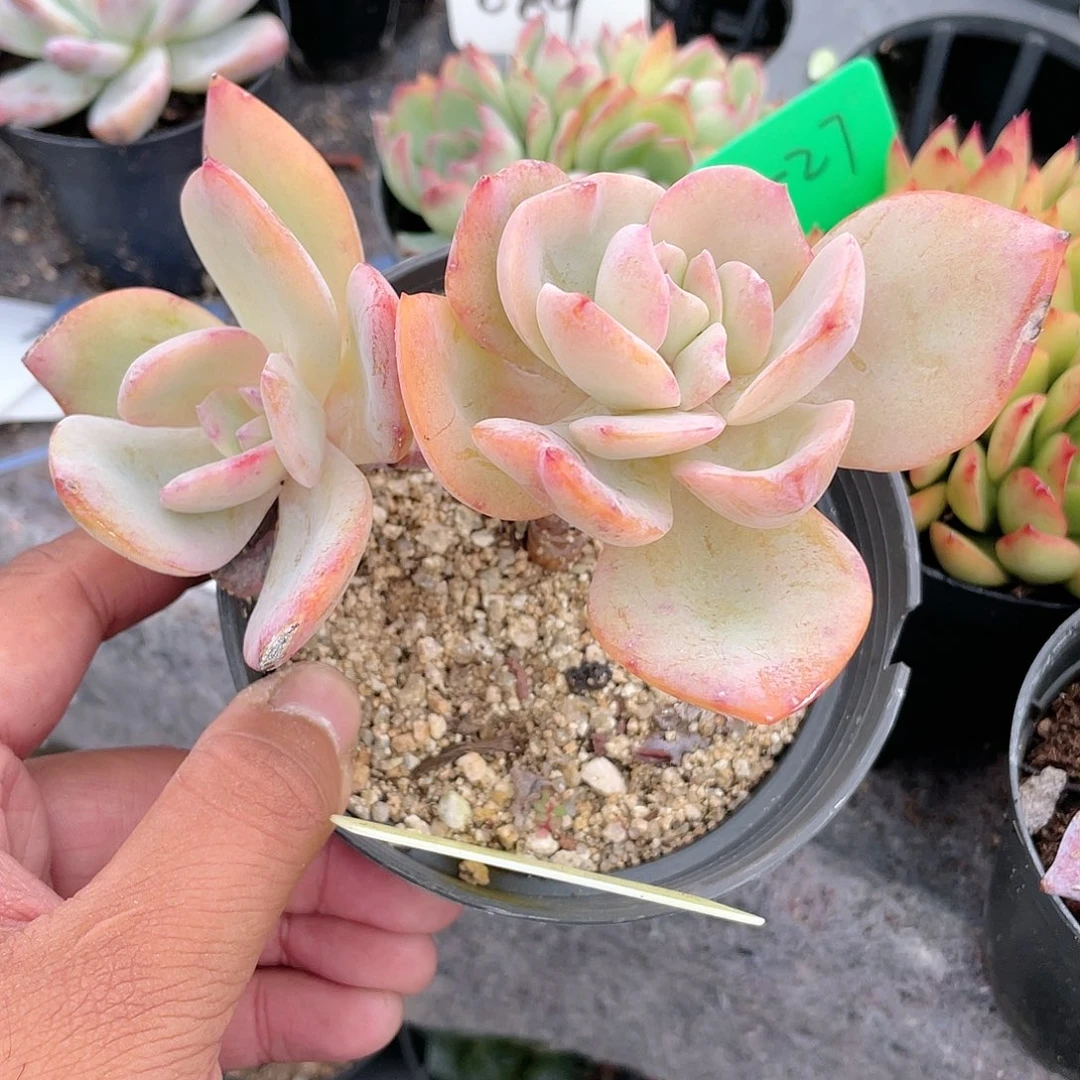 小*。0619  白凤  六月六