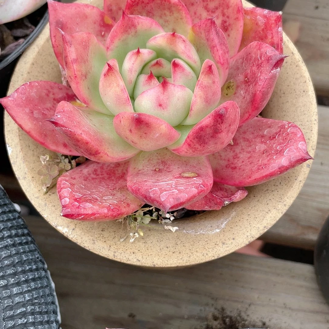 2127  壮壮  六月六