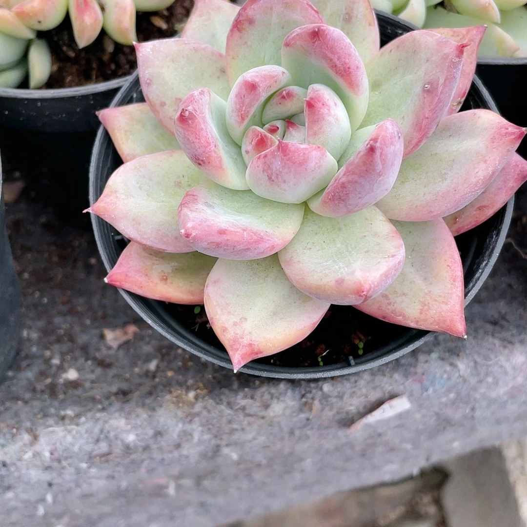 崽**妈0609  北极熊  六月六