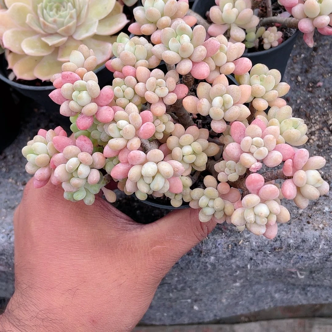 0720鱼子酱  六月六