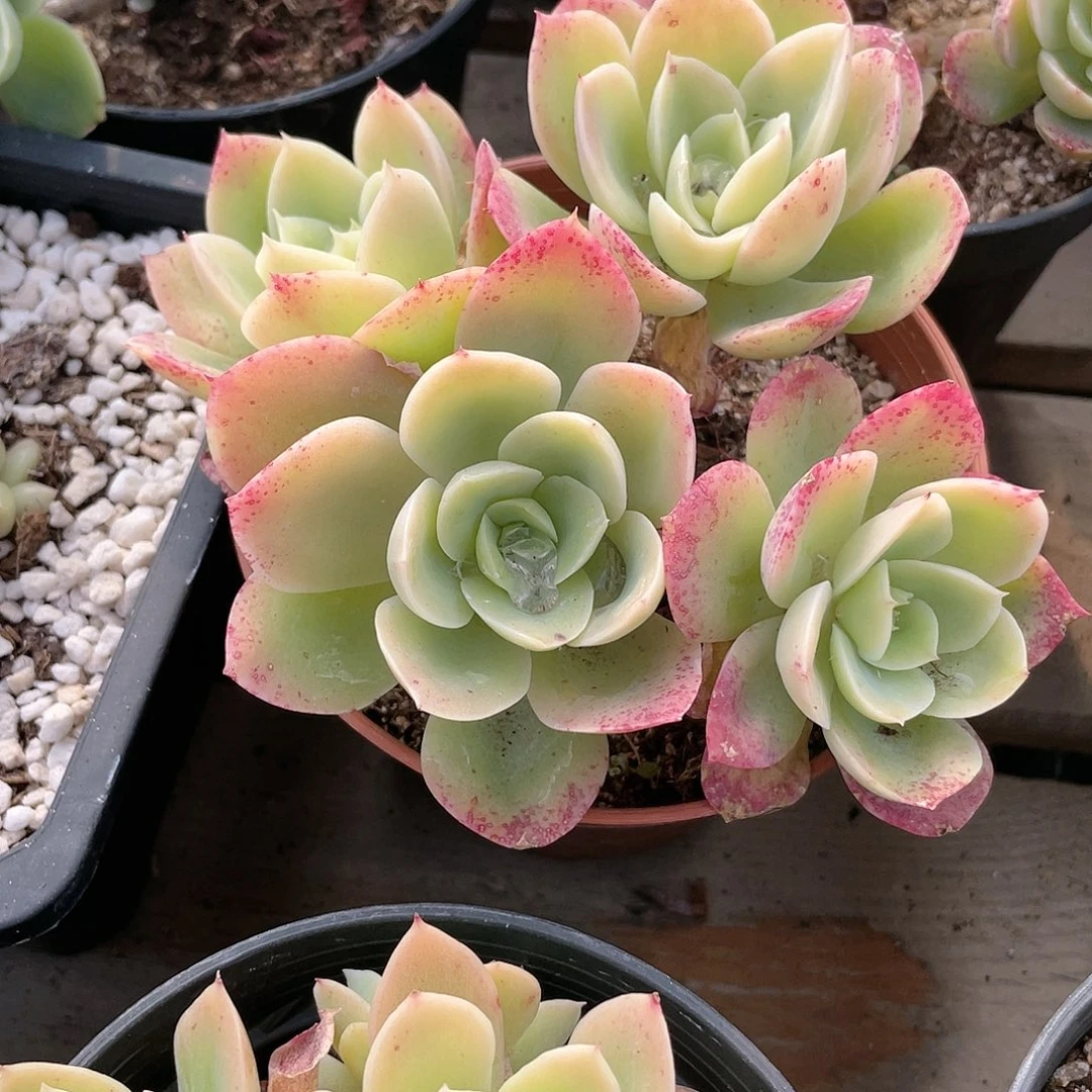 1218  星娜塔 六月六