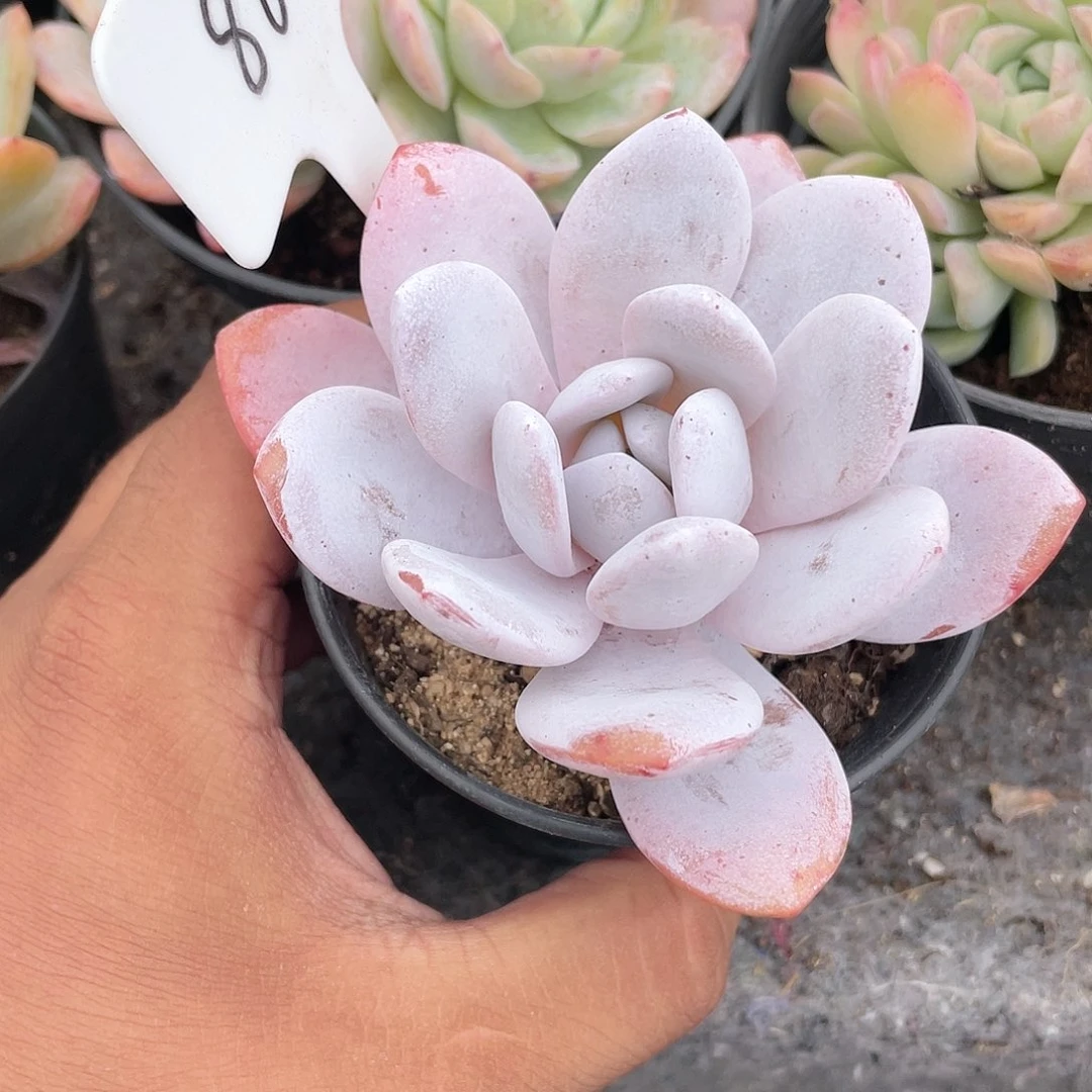 火*丫0601  雪莲  六月六