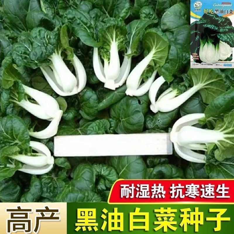 黑油白菜种子乌油冬种籽奶白菜乌塌小白菜四季播蔬菜种孑