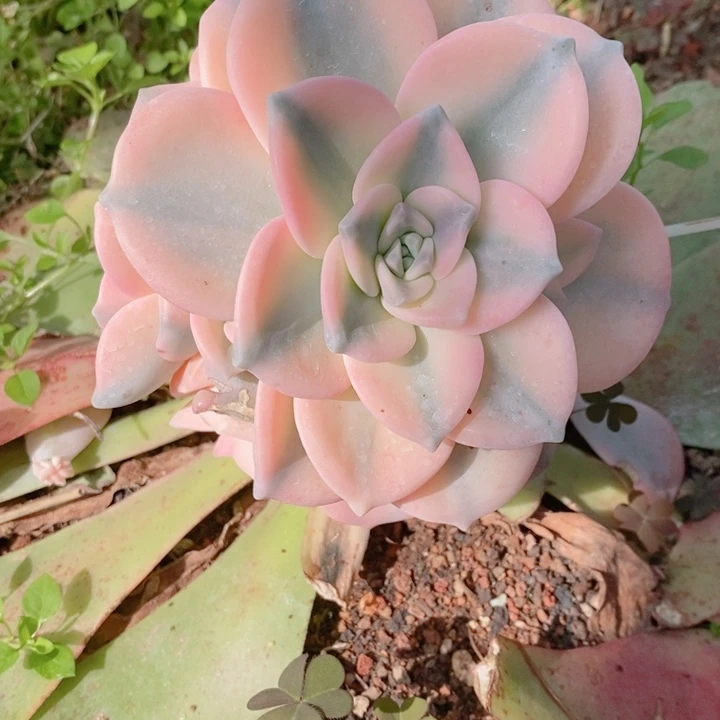 死****啊粉紫勒锦多肉锦景天