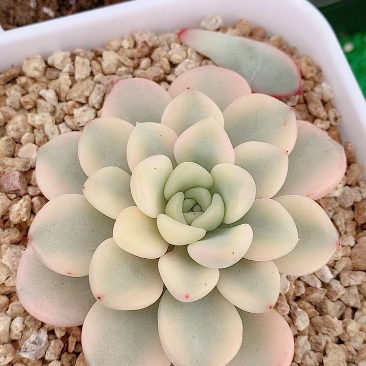 花斑鹿锦多肉锦景天