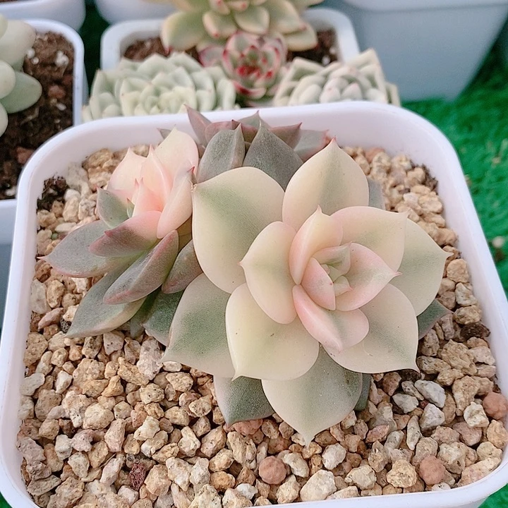 贝加尔湖锦1复轮2花脸多肉锦