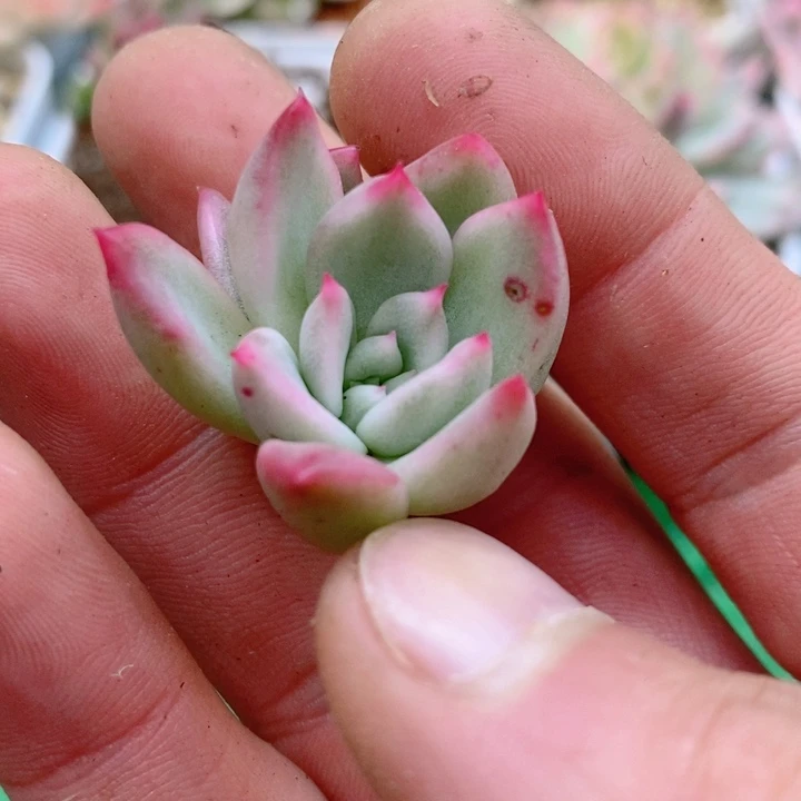 鹰嘴红锦多肉锦景天