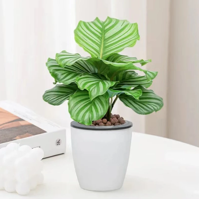 青苹果竹芋盆栽室内客厅优雅前台美观叶片绿色四季常青大气办公桌