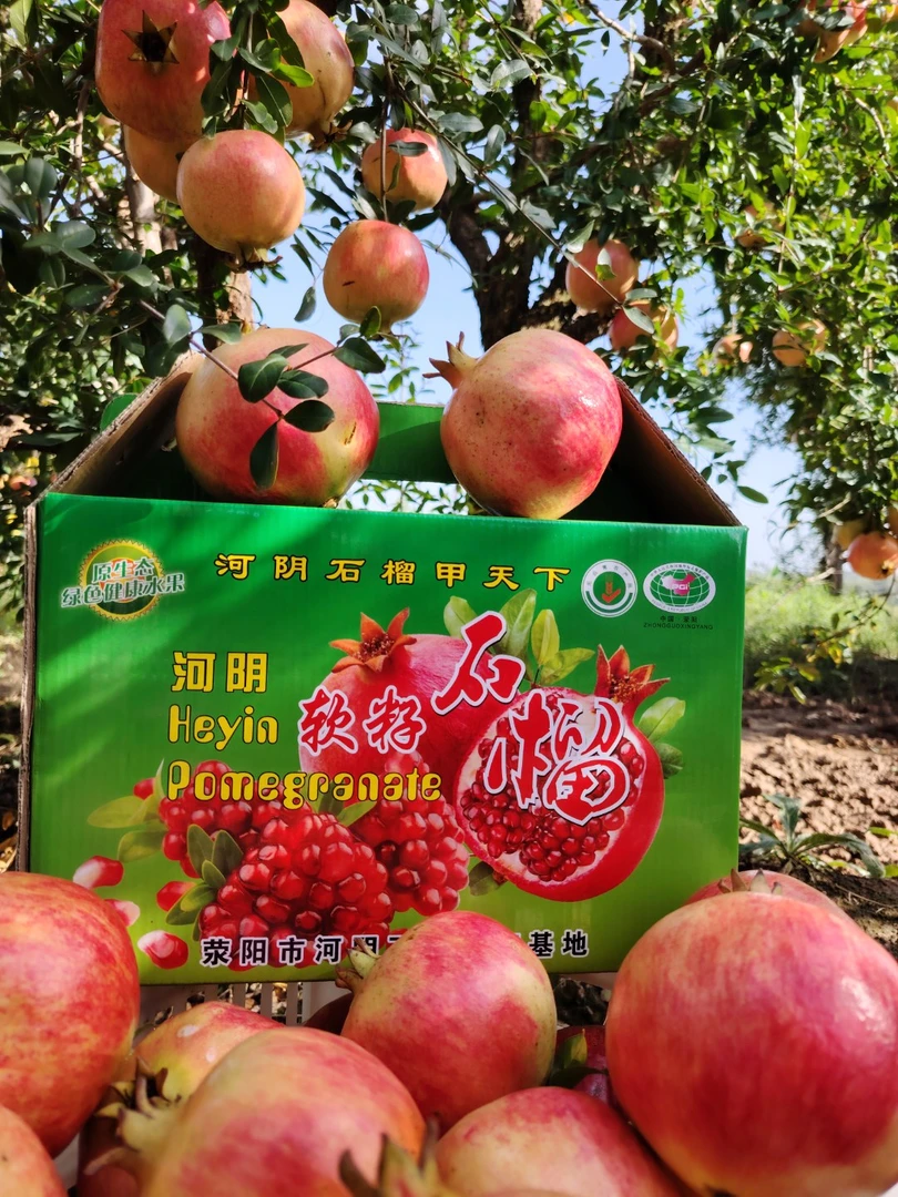 河阴荥阳软籽石榴5斤装（200g-250g小果10-12个）