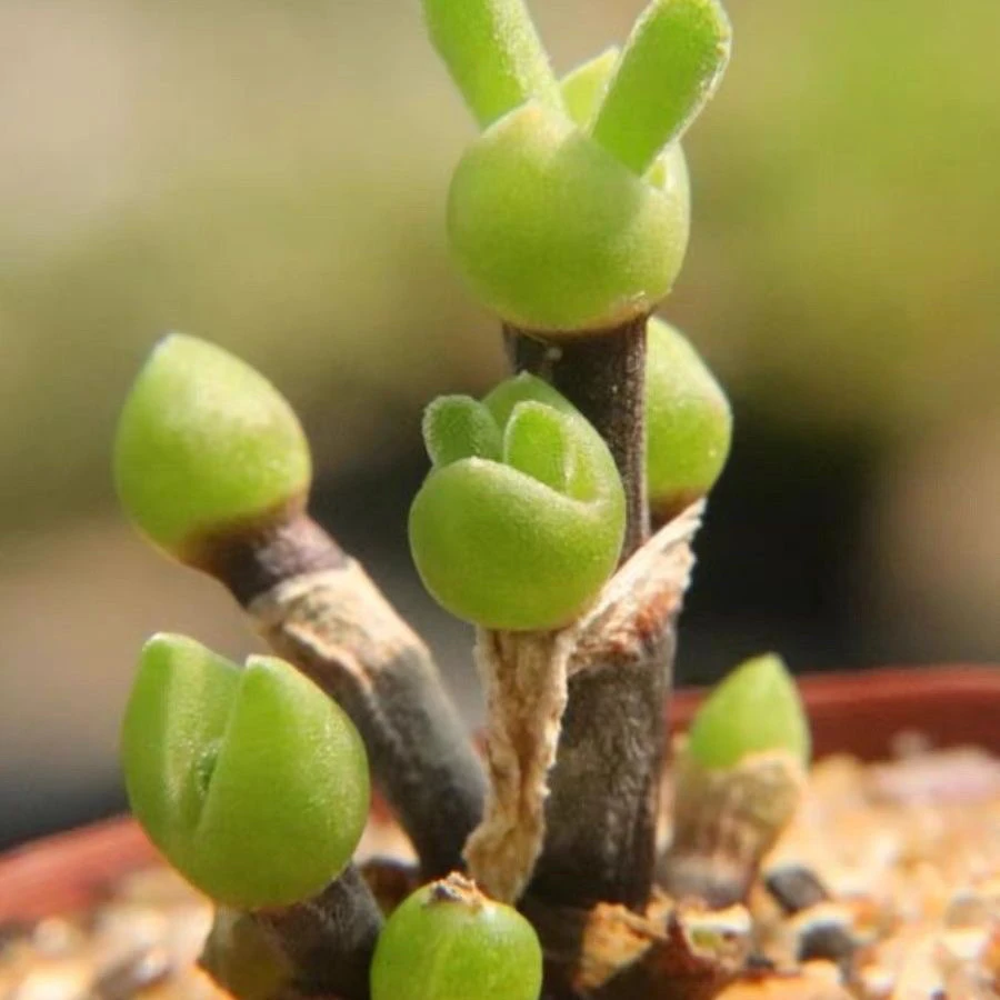 多肉植物冰糕多肉枝干番杏糖球肉肉植物办公室桌面超萌肉肉花卉
