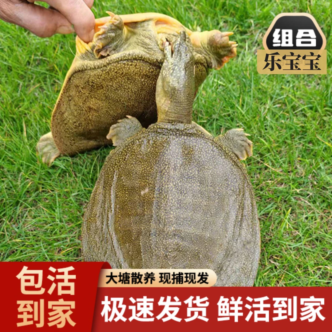 福利生态养殖甲鱼公鱼鲜活优质成品称重肉质生长包赔