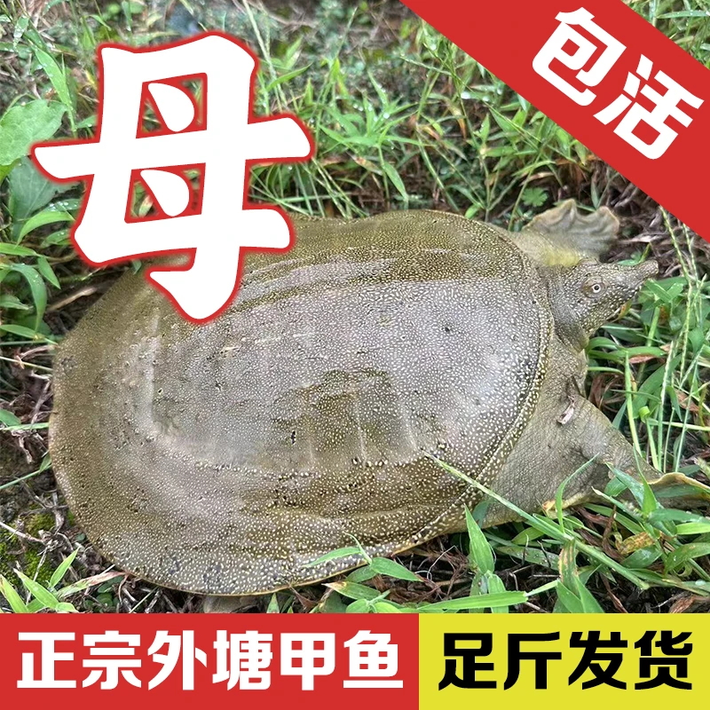 （包邮）鲜活甲鱼老鳖食用大甲鱼母生鲜鱼雌王八憋活体活鲜大鹏
