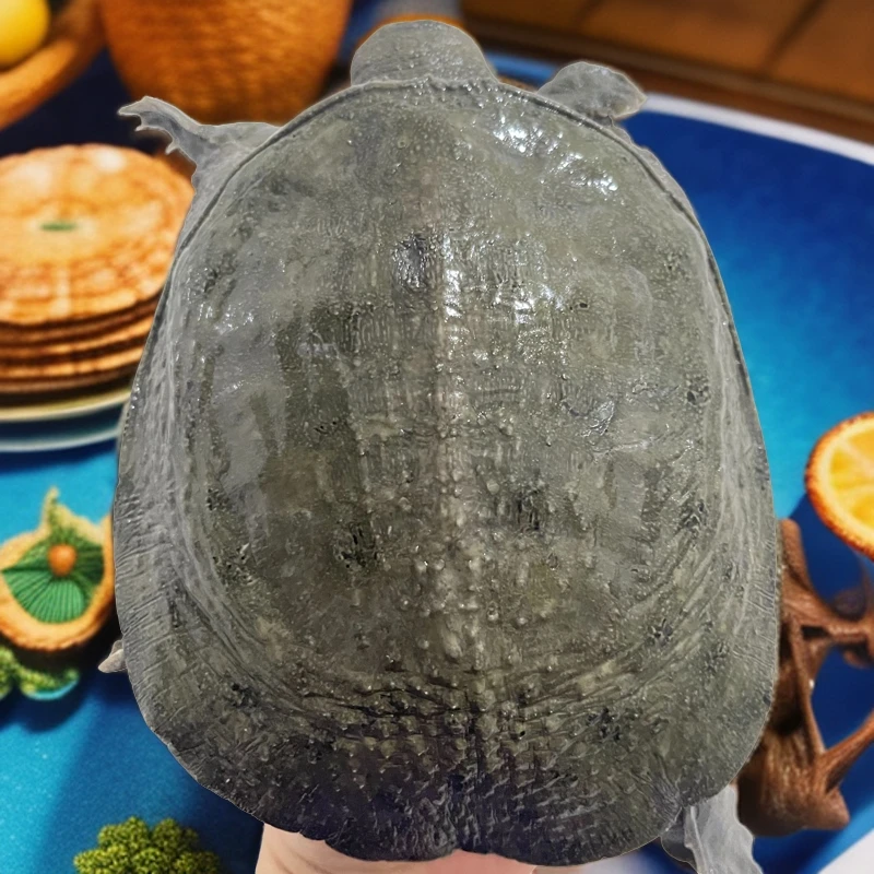 新鲜甲鱼阳光棚生态老鳖食用鲜活大甲鱼野养王八水鱼生鲜团鱼