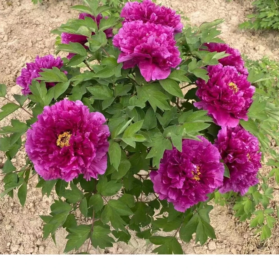 【洛阳红】预售秋天发货