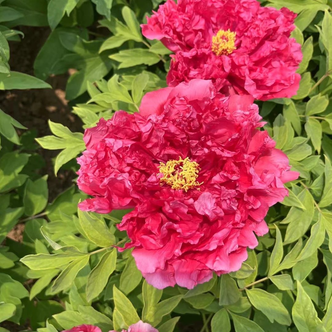 牡丹:【旭港】预售秋天发货