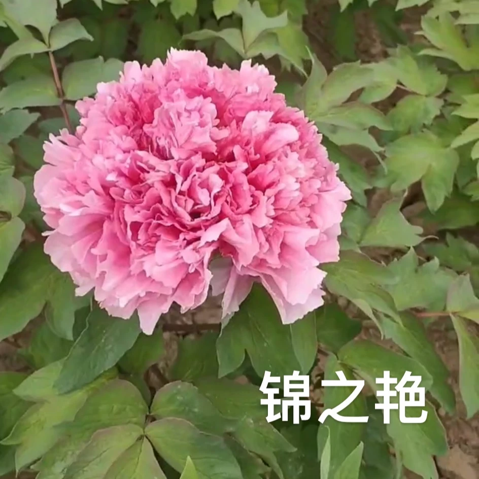 【锦之艳】预售先发肥料秋天发苗