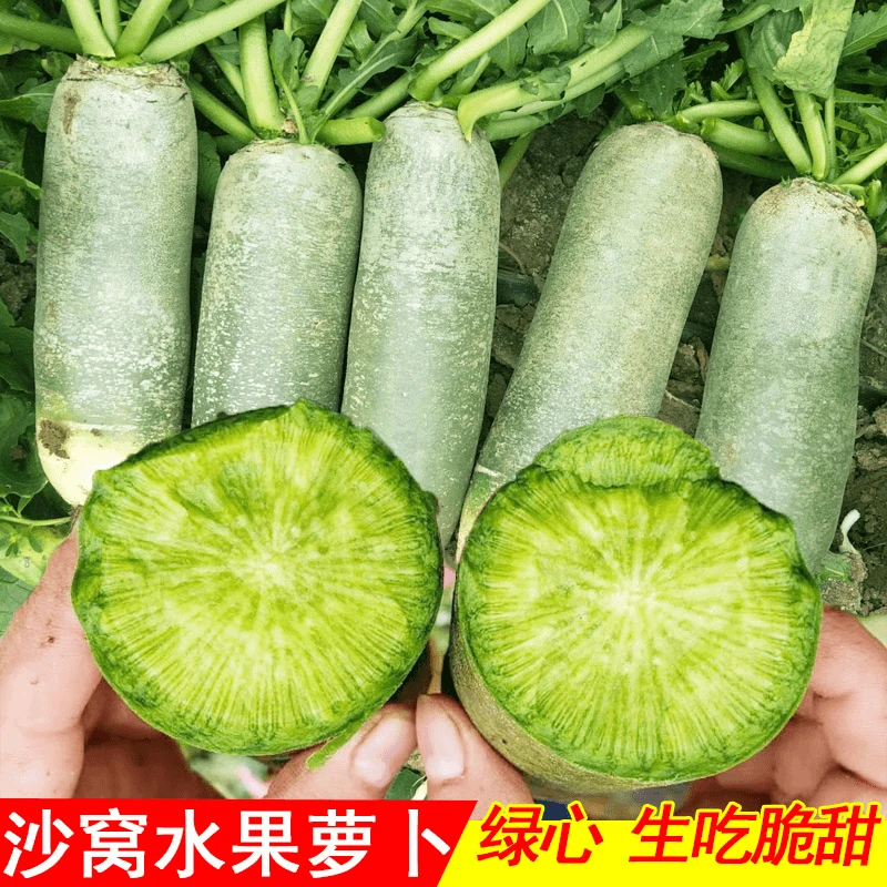 沙窝萝卜种子脆甜水果萝卜籽天津秋播农家蔬菜种子甜脆简单翠绿色