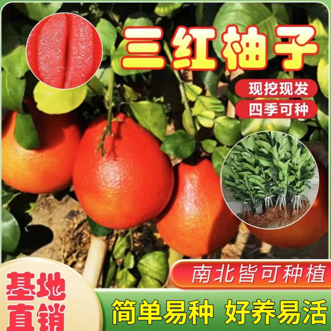 【柚子树苗】正宗红心柚子果树苗阳台庭院盆栽地栽无籽红心柚子苗