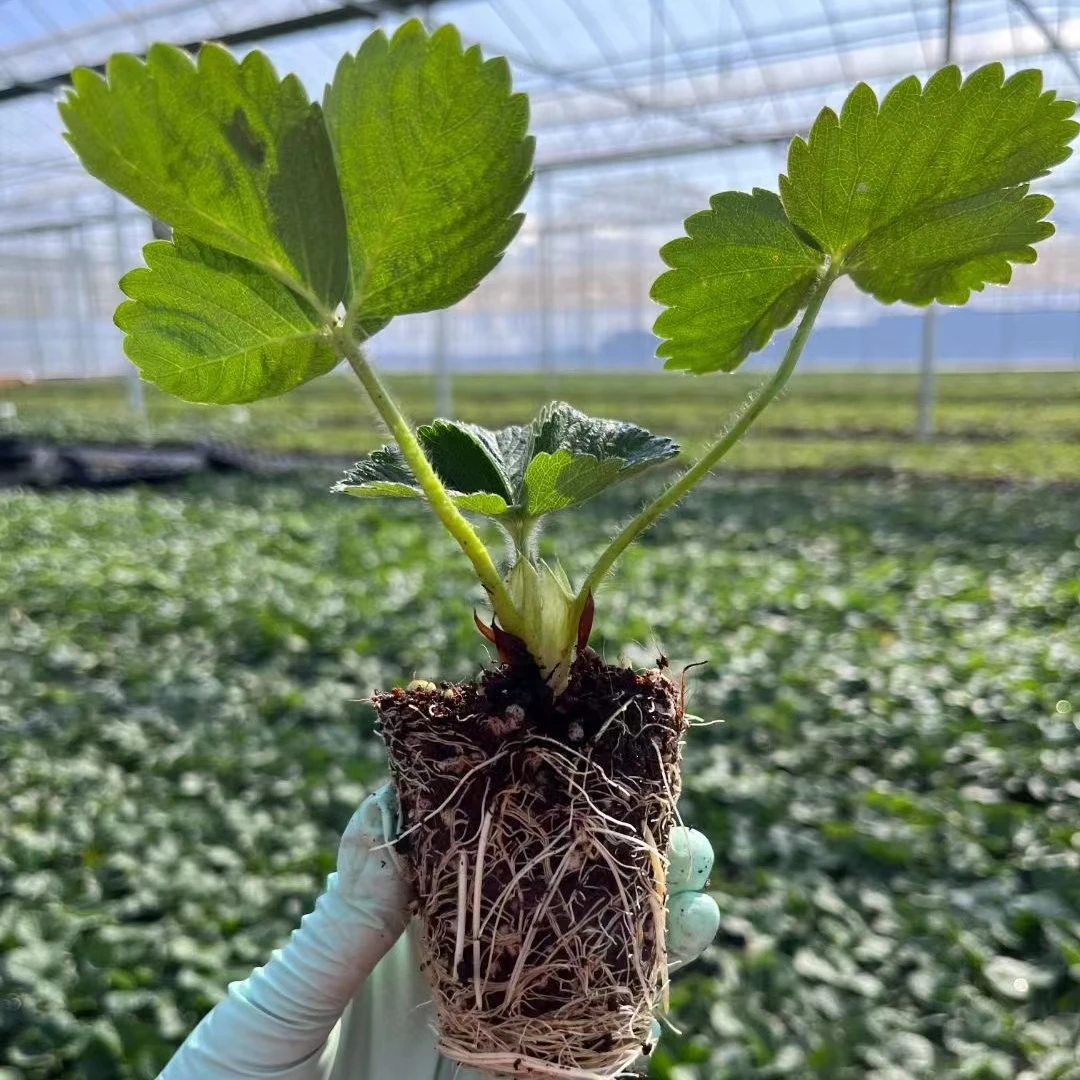 四季结果莓苗奶油莓种苗精品穴盘苗盆栽地栽红颜丹东四季结果