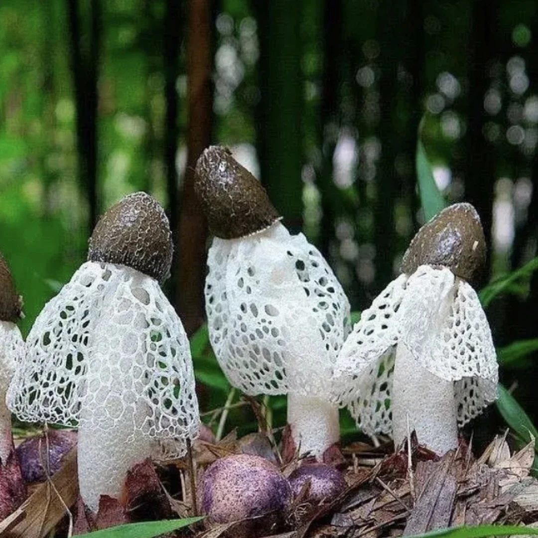 农家竹荪长裙食用菌无硫