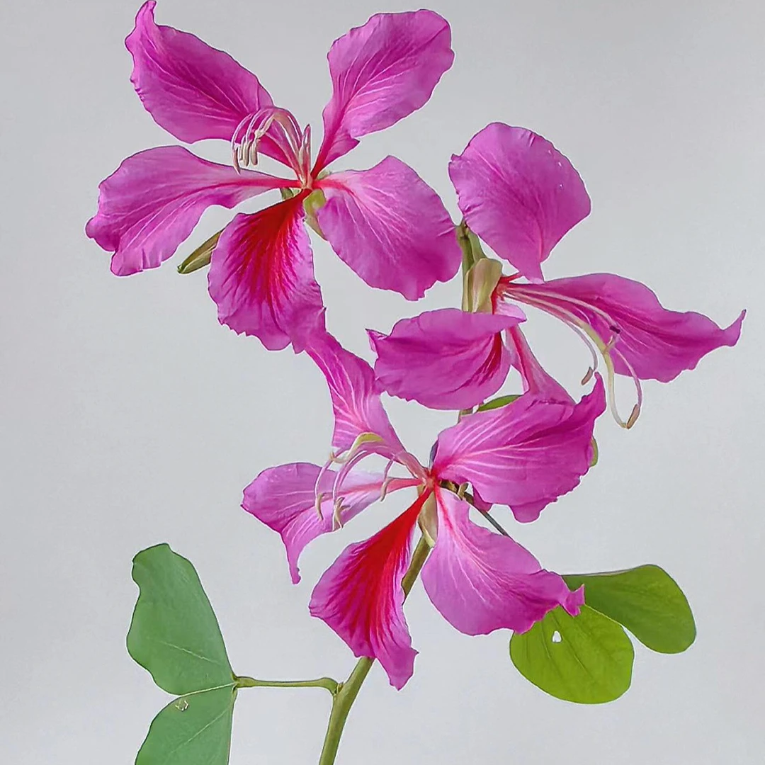 宫粉紫荆树苗紫荆花小苗庭院绿化苗四季常绿观赏风景树盆栽苗木