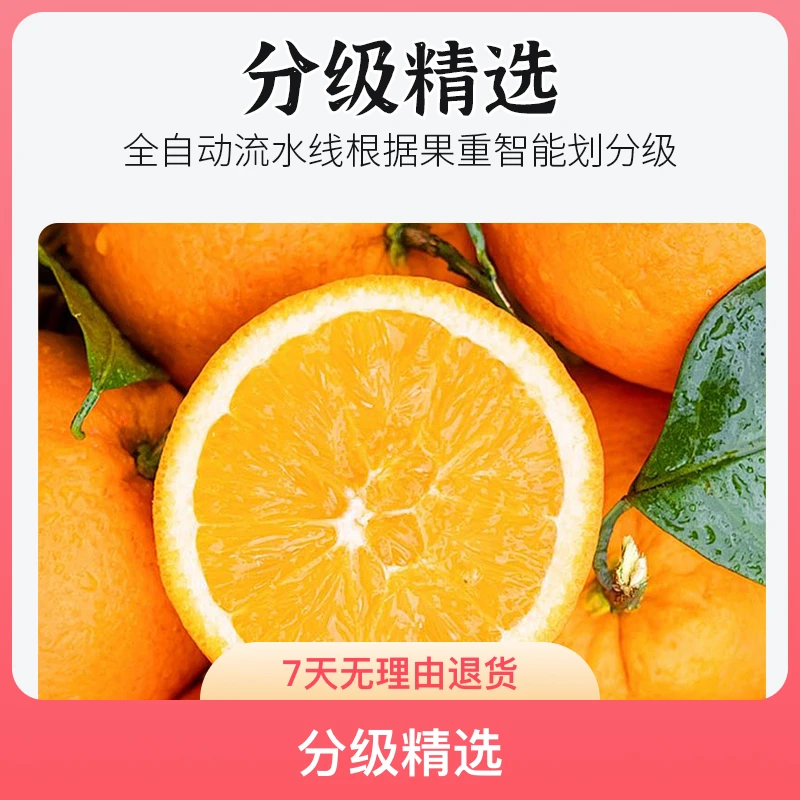 正宗湖北秭归脐橙伦晚春橙皮薄爆汁3斤5斤9斤现摘现发包邮新鲜汁